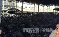 Cháy kho chứa xe vi phạm, hơn 100 xe máy bị thiêu rụi
