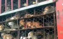 Trung Quốc: Giải cứu hơn 1.000 chó, mèo từ lễ hội thịt chó Ngọc Lâm