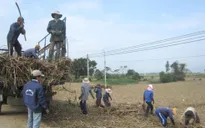 Vùng mía Phú Yên thất thu vì mưa kéo dài