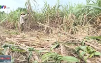 Mưa lũ dồn dập gây ảnh hưởng đến việc thu hoạch mía ở Nam Trung Bộ