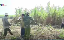 Phú Yên: Nông dân gặp khó do thu hoạch mía muộn