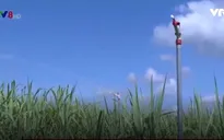 Tưới mía tiết kiệm bằng công nghệ phun tự động