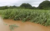 Gần 2.000 ha mía ở Hậu Giang bị ngập úng