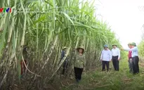 Con đường hội nhập của mía đường đang rộng mở