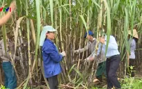 Liên kết các DN - Kỳ vọng tạo sức bật cho ngành mía đường