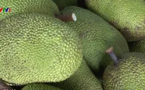 Mít Thái siêu sớm tăng giá kỷ lục