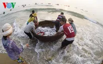 Môi trường biển miền Trung đã phục hồi