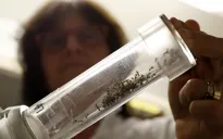 Mỹ: Florida thả 20.000 con muỗi biến đổi gen để chống Zika
