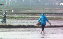 Người dân vùng lũ khôi phục sản xuất trong ngày đầu năm