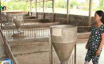 Mưa lũ “cuốn trôi” hơn 3.000 con gia súc, gia cầm ở Khánh Hòa
