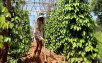 Đồng Nai: Mưa trái mùa gây thiệt hại 1.400 tỷ đồng