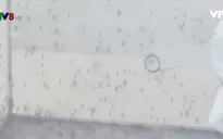 Sẽ thả muỗi vằn mang Wolbachia tại Khánh Hòa