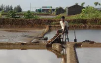 Giá muối tăng khi vào vụ mới