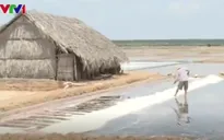 Ninh Thuận: Diêm dân thiệt hại do mưa trái mùa