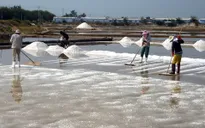 Khánh Hòa mất trắng vụ muối 2017