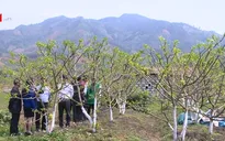 Lạng Sơn: Đăng ký sản xuất na theo tiêu chuẩn VietGAP