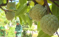 Thu tiền tỷ mỗi năm từ na trái vụ
