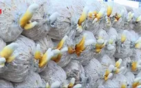 Ứng dụng trồng nấm linh chi đỏ công nghệ cao