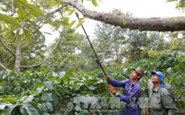 Sầu riêng ở Đăk Lăk bị chết do nấm