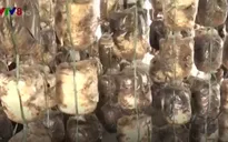 Ngư dân Quảng Trị trồng nấm sau sự cố môi trường biển