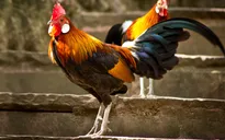 Những điều đặc biệt về năm con Gà