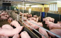 Thủ tướng yêu cầu kiểm tra, rà soát hệ thống giết mổ lợn