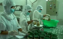 Ruốc hàu - Món ăn độc đáo của Quảng Ninh
