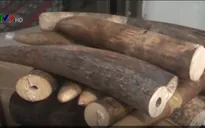 Phát hiện hơn 1,4 tấn hàng nghi là ngà voi