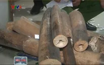 1,5 tấn hàng bị bắt quả tang ở Bạc Liêu là ngà voi thật