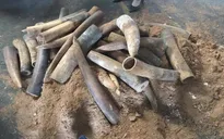 Phát hiện hàng trăm kg ngà voi cất giấu tinh vi trong thùng phuy nhựa đường