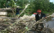 Nâng cao khả năng cạnh tranh cho ngành mía đường Việt Nam