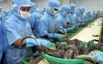 Lập khu nông nghiệp công nghệ cao ngành tôm