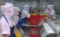 Thái Bình xuất khẩu ngao sạch đi nhiều nước