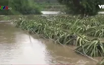 Bình Thuận: Nông nghiệp thiệt hại vì nước lũ dâng cao