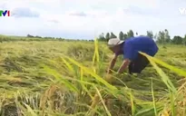 Hàng trăm ha lúa ở Đồng Tháp bị ngập