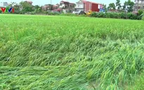 Mưa lớn, hơn 900 ha lúa ở Ninh Bình bị ngập úng