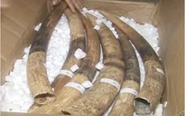 Vụ bắt 49 bao tải ở Bạc Liêu: 1,4 tấn hàng là ngà voi thật