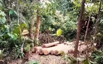 Tan hoang rừng tự nhiên tại huyện Quỳ Hợp, Nghệ An