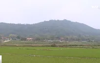 Tạm dừng dự án lấy rừng phòng hộ xây nghĩa trang tại Vĩnh Phúc