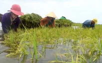 Bảo hiểm nông nghiệp: Vì sao nông dân không mặn mà?