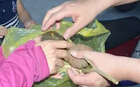 Nghệ An: Khuyến cáo trường học thay thế cây ngô đồng