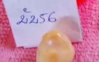 Bạc Liêu: Ngư dân Gành Hào đánh bắt được viên ngọc ốc quý hiếm