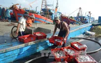 Hà Tĩnh ổn định sản xuất cho ngư dân sau sự cố môi trường