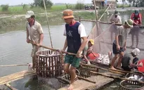 Giá cá lóc tăng nhưng người nuôi vẫn lỗ