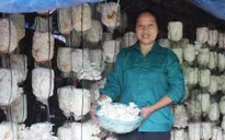 Gặp gỡ người phụ nữ quyết tâm làm giàu từ cây nấm (17h25, 10/2, VTV1)