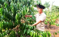 Tập trung vốn cho phát triển kinh tế Tây Nguyên