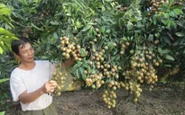 Nhãn Hưng Yên được cấp chỉ dẫn địa lý