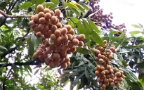 Xuất khẩu nhãn: Người trồng vẫn ở thế bị động
