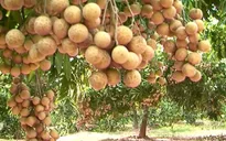 Nhãn Hưng Yên dự báo tăng giá