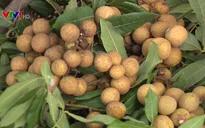 Chưa tích cực triển khai chỉ dẫn địa lý cho nhãn lồng Hưng Yên